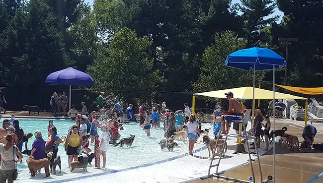 Canine Splash Event