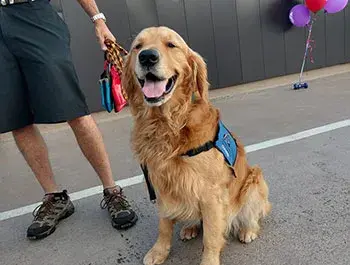 Seeing eye dog Cooper