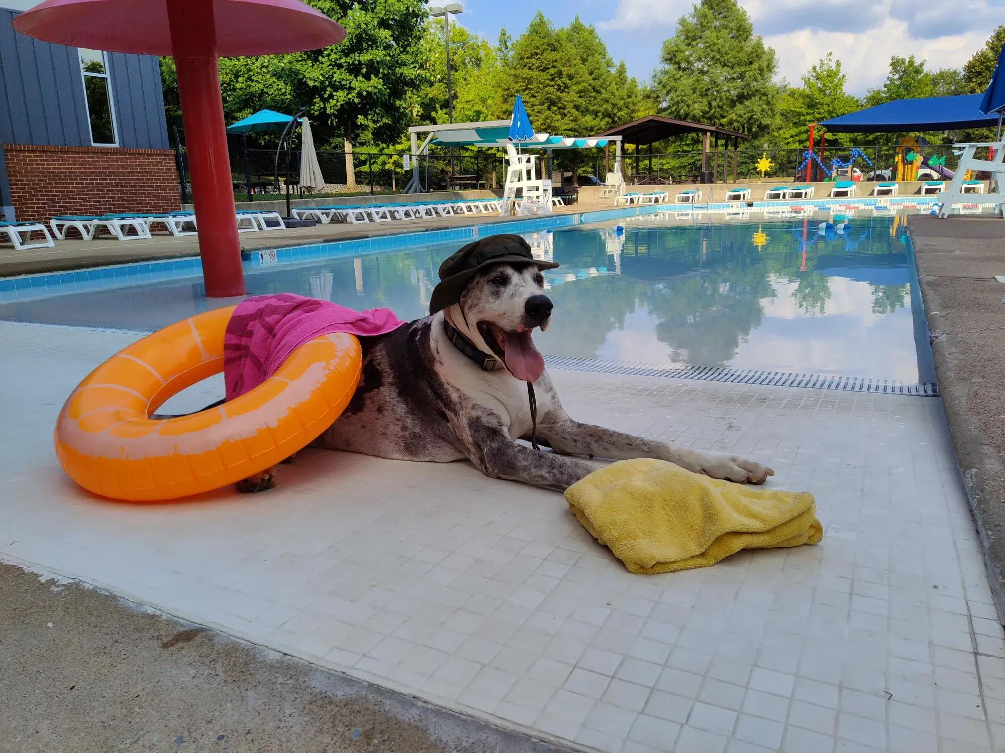 Dog next to pool