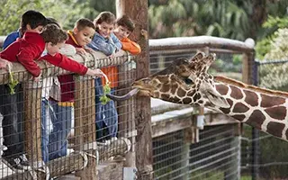 kids feeding lettuce to a giraffe